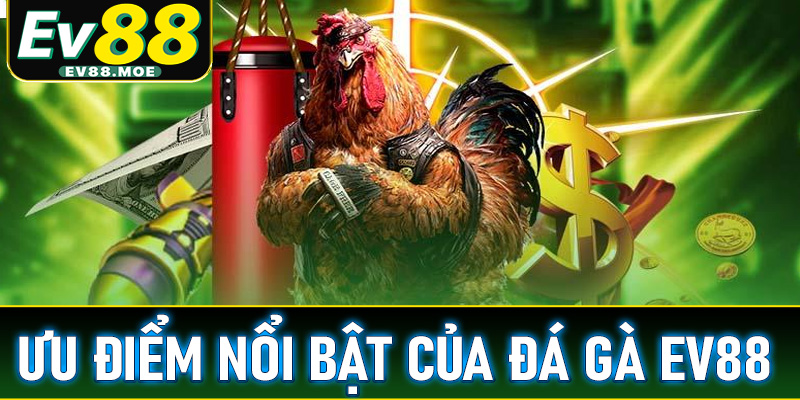 Những ưu điểm nổi bật của sàn đặt cược đá gà EV88